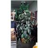 Image 2 : (2) Large Silk Plants