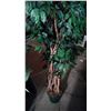 Image 3 : (2) Large Silk Plants