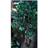 Image 4 : (2) Large Silk Plants