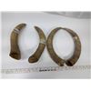 Image 1 : 2 Sets of Bull Horns