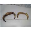 Image 1 : 2 Sets of Bull Horns