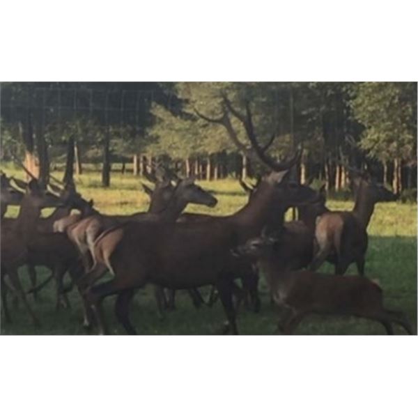 Hunters's Choice - Mississippi Trophy Time