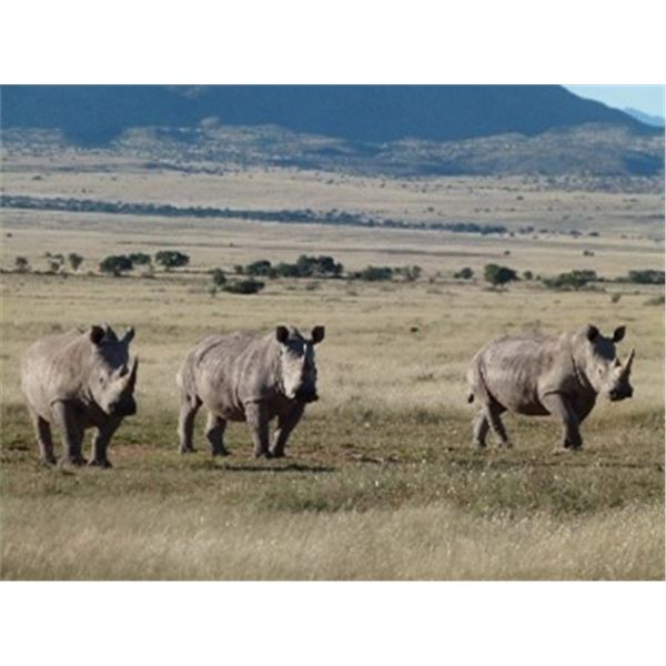 White Rhino Dart Hunt