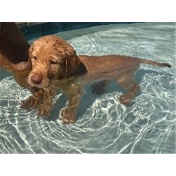 Puppy Time - IN ROOM BIDDING ONLY