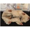 Image 2 : THE NUTTY PROFESSOR ANIMATRONIC HUMPING HAMSTER FEMALE