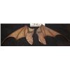 Image 1 : BAT WINGS FROM UNKNOWN FILM