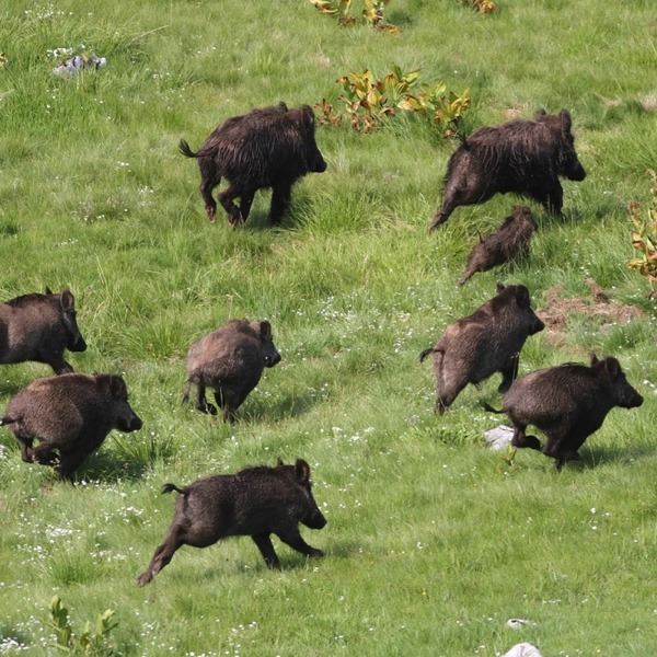 3-Day/2-Night Texas Hog Hunt for 2 Hunters with Unlimited Hogs