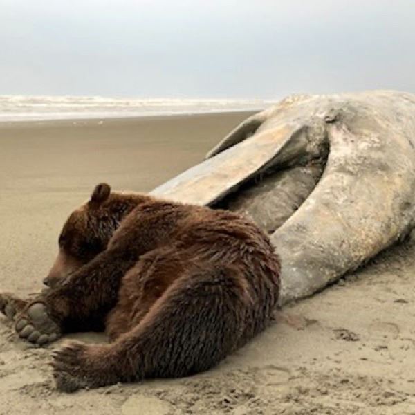 10-Day Alaskan Brown Bear Hunt for (1) Hunter