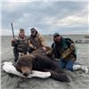 Image 2 : 10-Day Alaskan Brown Bear Hunt for (1) Hunter