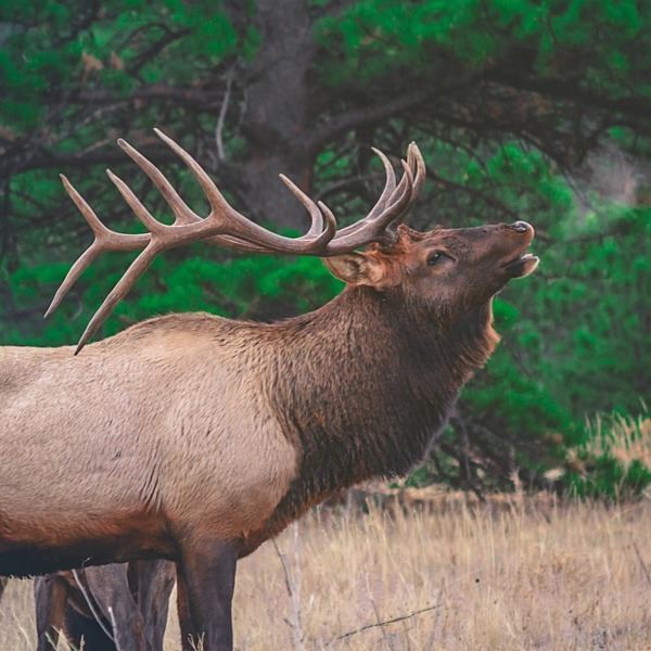 5-Day Guided Bull Elk Rifle Hunt for 1 Hunter on Private Land in New Mexico including Tag