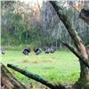 Image 2 : 2-1/2 Day Wild Osceola Guided Turkey Hunt for 1 Hunter in Florida