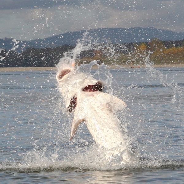 2-Day/3-Night Sturgeon Fishing Trip for 4 Anglers in British Columbia