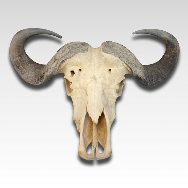 African Cape Buffalo European Skull and Horn Mount