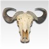 Image 1 : African Cape Buffalo European Skull and Horn Mount