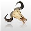 Image 2 : African Cape Buffalo European Skull and Horn Mount