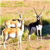 Image 1 : 5-Day Hunt in Argentina for 2 Hunters including a Blackbuck and a Ram Trophy Fee