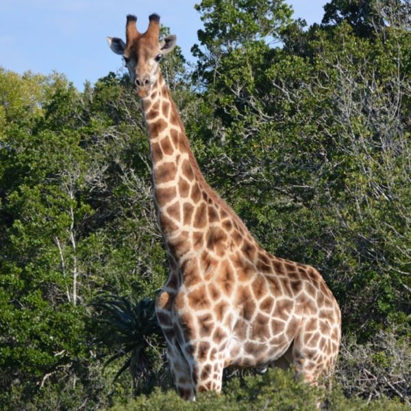 5-Day Giraffe Hunt for One Hunter including One Giraffe