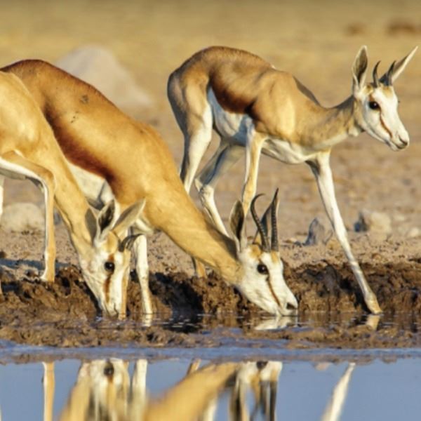 5-Day South African Springbok Color Slam for Two Hunters including Four Trophy Fees