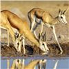 Image 1 : 5-Day South African Springbok Color Slam for Two Hunters including Four Trophy Fees