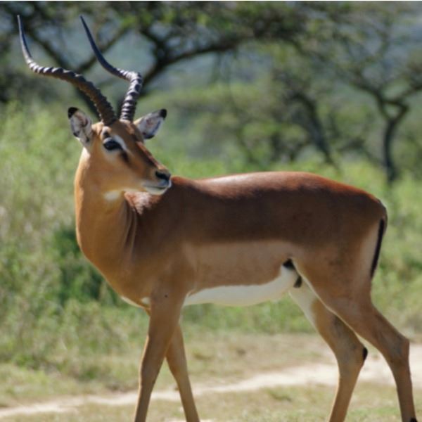 5-Day African Plains Game Safari for Two Hunters including Four Trophy Fees