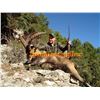 Image 2 : SMC Spain Hunting Ibex                                                                 Beceite Ibex 