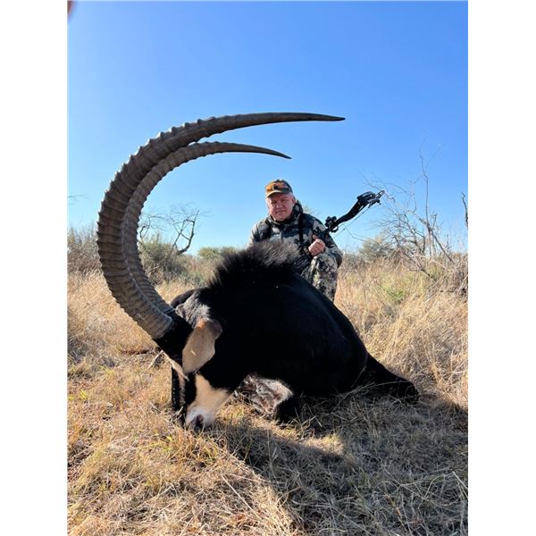 Sable Hunter 3 day South African Sable Hunt for 1 Hunter