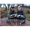 Image 5 : KODIAK ISLAND SEA DUCK HUNT FOR 2 WITH FOX BONUS