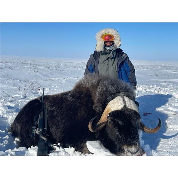 NORTHWEST TERRITORIES MUSK OX HUNT