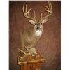 Image 1 : $1000 TAXIDERMY CREDIT