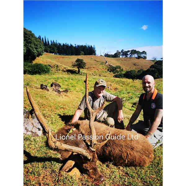 MAURITIUS ISLAND RUSA DEER HUNT
