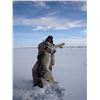 Image 8 : SPRING GRIZZLY BEAR/WOLF COMBO HUNT