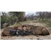 Image 1 : ARIZONA JAVALINA HUNT FOR 2