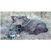 Image 2 : ARIZONA JAVALINA HUNT FOR 2