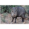 Image 3 : ARIZONA JAVALINA HUNT FOR 2