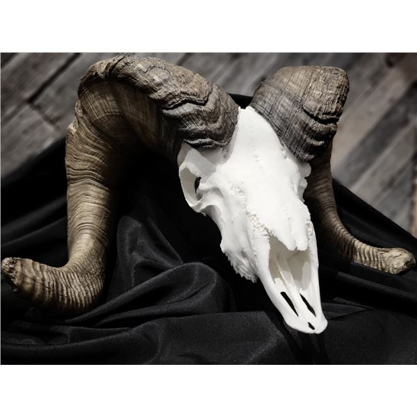 NEBRASKA RECORD 202 RAM SKULL
