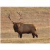 Image 4 : NEBRASKA NON-RESIDENT ELK TAG