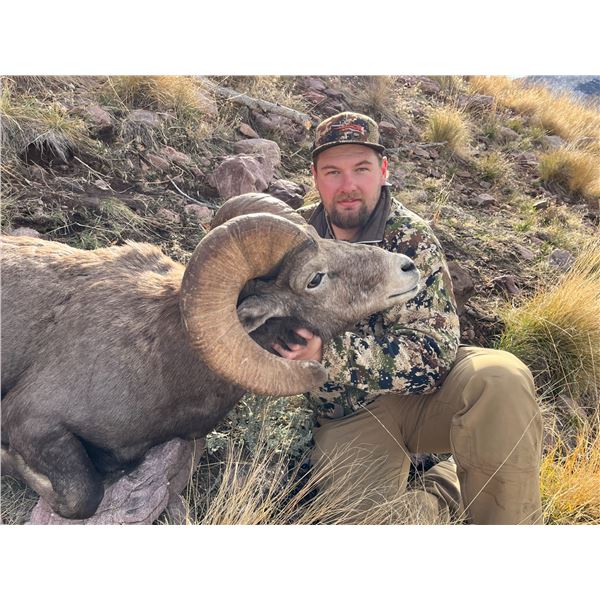 UTAH CALIFORNIA BIGHORN SHEEP PERMIT