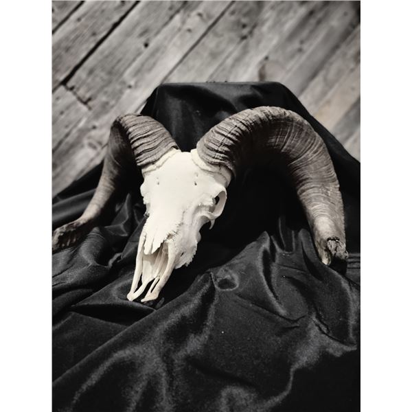 SOUTH DAKOTA RAM SKULL