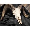 Image 2 : SOUTH DAKOTA RAM SKULL