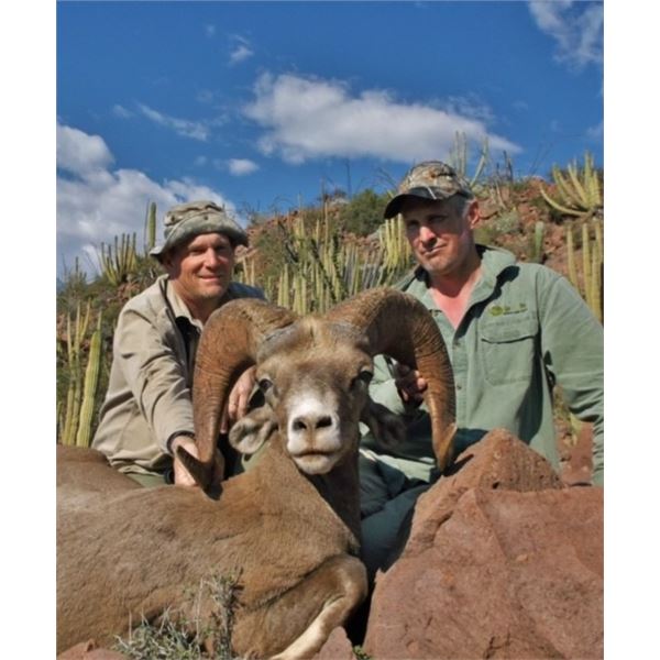 MEXICANA DESERT BIGHORN SHEEP HUNT