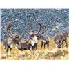 Image 6 : ALASKA CARIBOU HUNT