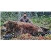 Image 1 : BAITED SPRING GRIZZLY BEAR HUNT