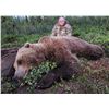 Image 2 : BAITED SPRING GRIZZLY BEAR HUNT