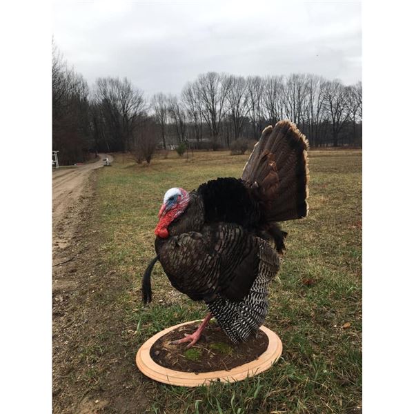 $500 Certificate for Taxidermy Wor