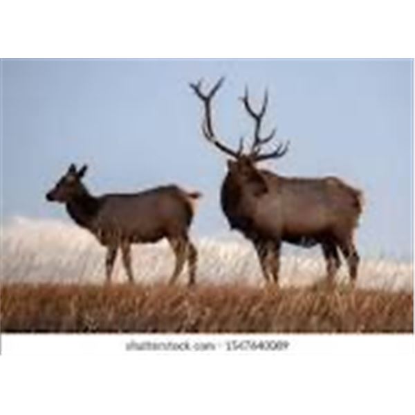 5 Day Archery Elk Hunt for One Hunter