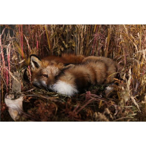 $500 Certificate for Taxidermy Work