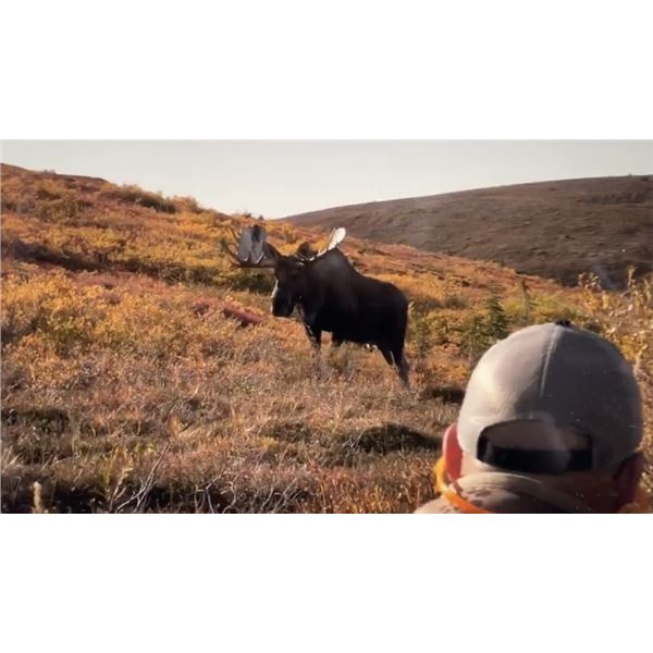 10 Day Moose Hunt for 1 Hunter