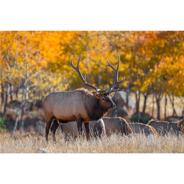 5 Day Archery Elk Hunt for One Hunter