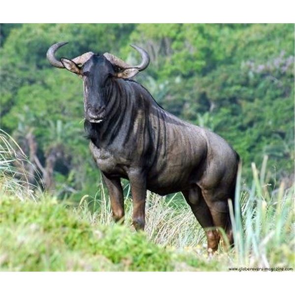 TEN-DAY SOUTH AFRICAN SAFARI FOR TWO HUNTERS