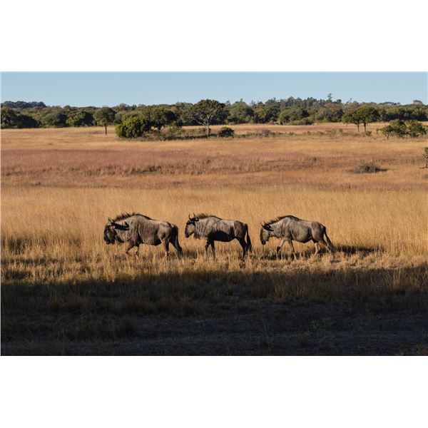 THREE-DAY SOUTH AFRICAN PLAINS GAME HUNT FOR ONE HUNTER